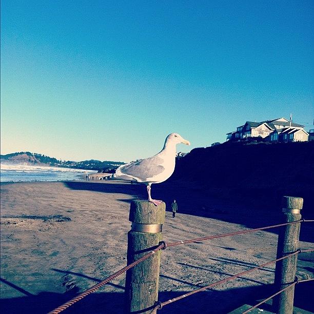 Seagull Photograph - Big Seagull Is Gonna Eat The Little by Allison Faulkner