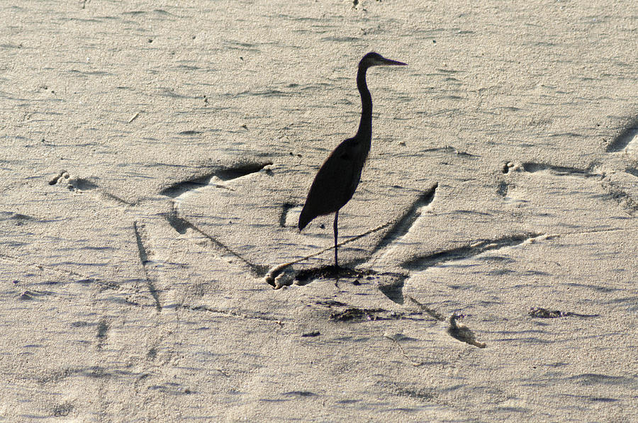 Heron Photograph - Big Shoes To Fill by Bill Cannon