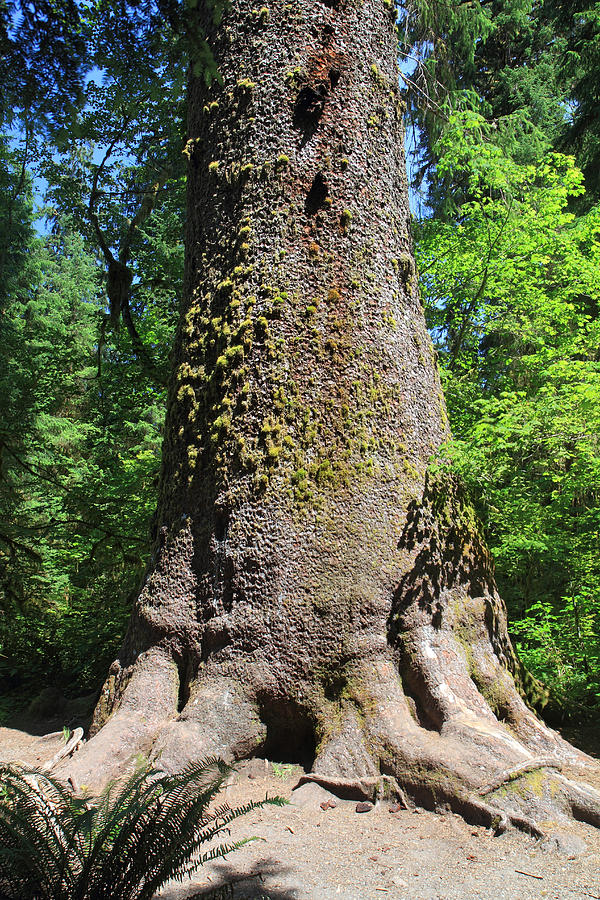 Big Sitka spruce tree in the Hoh rain forest of Olympic National Park Photograph by Pierre Leclerc Photography