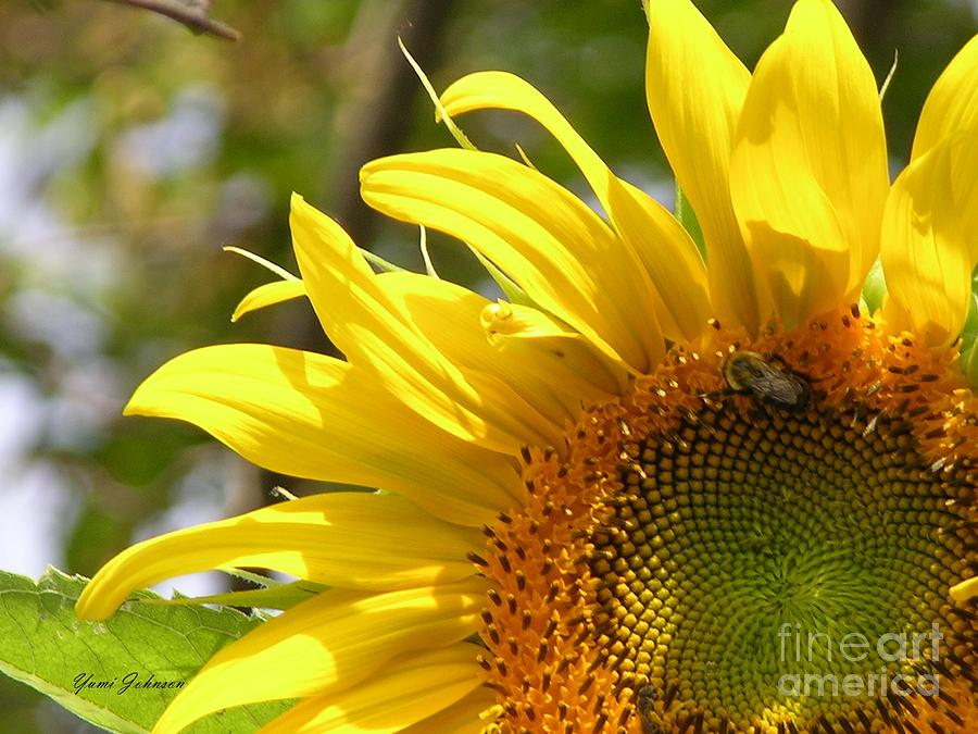 Big Sunflower Photograph by Yumi Johnson
