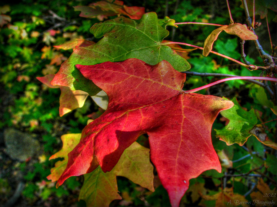 Big Tooth Maple Leaves Photograph by Aaron Burrows