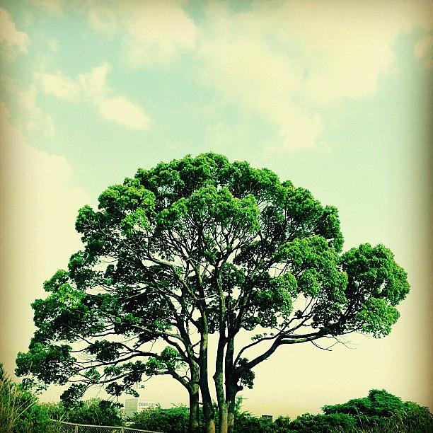 Tree Photograph - Big Tree by AKIBomb Graphics