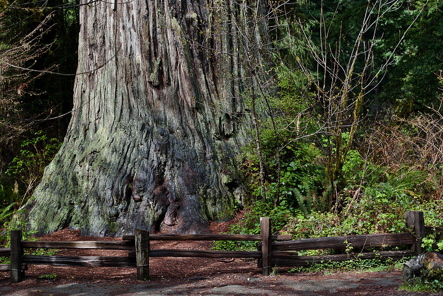 Big Tree Photograph by Greg Nyquist