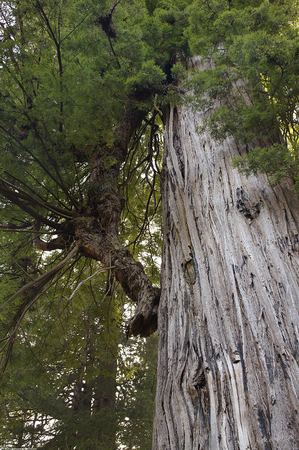 Big Tree in Prairie Creek Redwoods State Park Photograph by Mick Anderson