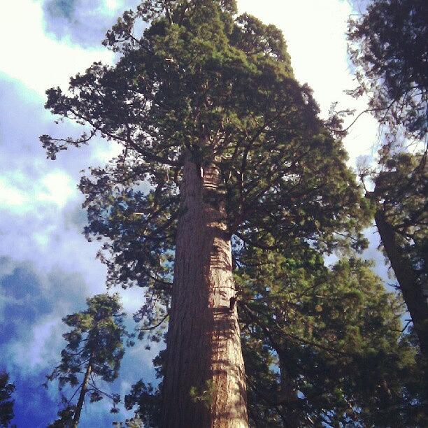 Nature Photograph - Big Trees #tree #big #tall #nature #sky by Saul Jesse Beas