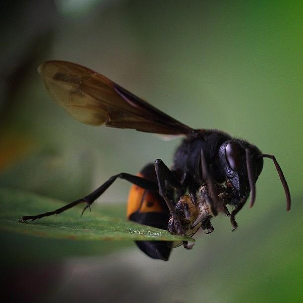 Big Wasp Eats A Bee. Circle Of Life Photograph by Leon Traazil
