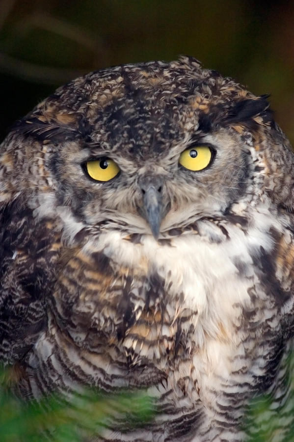 Big Yellow Eyes Of The Screech Owl by Ralph Lee Hopkins