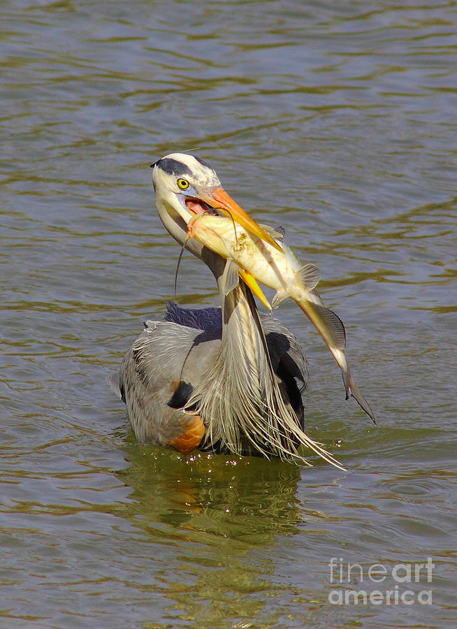 Heron Photograph - Bigger Fish To Fry by Robert Frederick