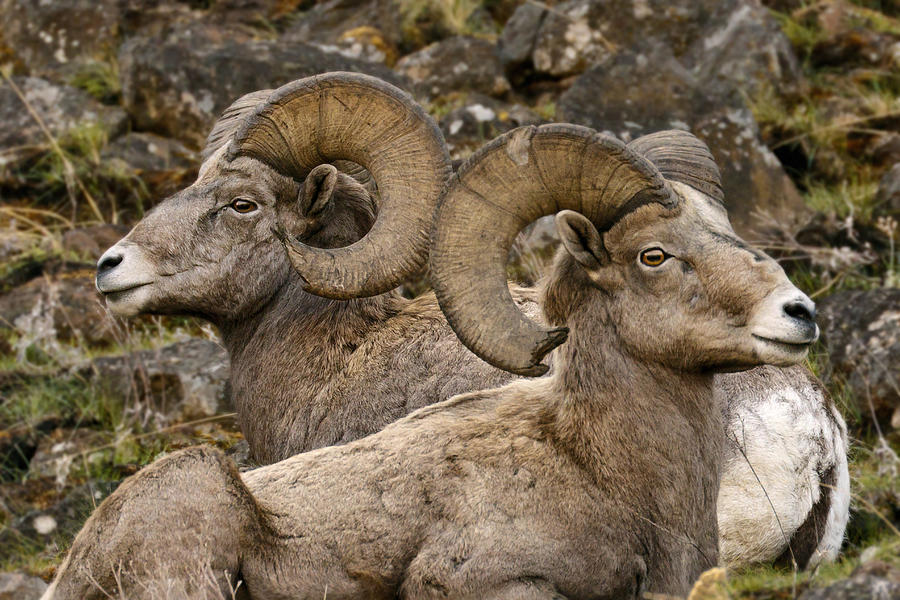 Biggs Rams Photograph by Wes and Dotty Weber
