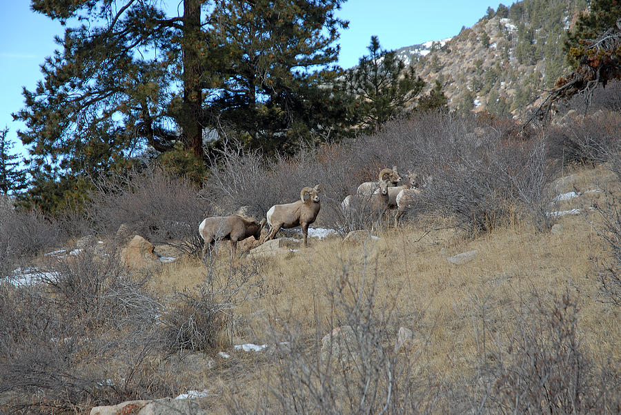 Bighorn Diners Photograph by Robert Meyers-Lussier