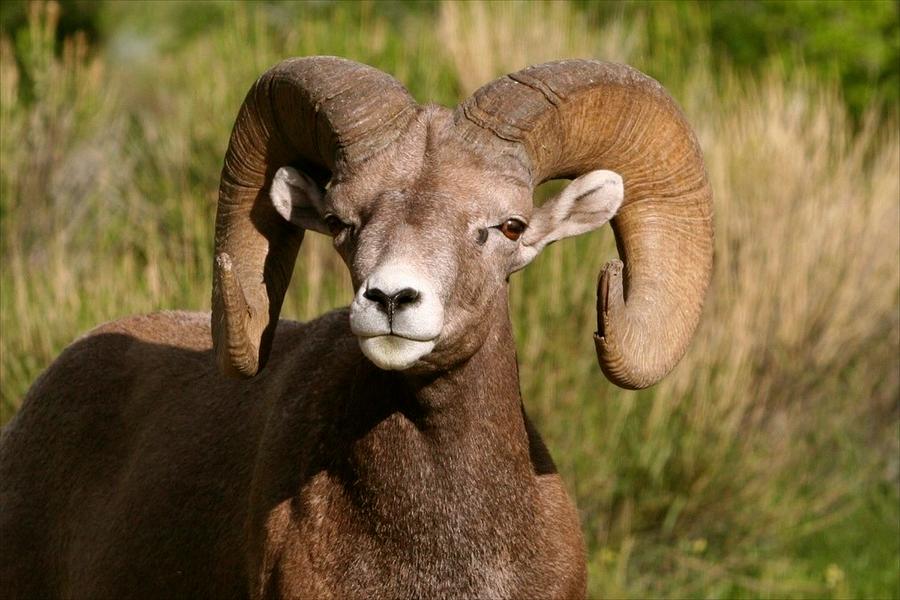 Bighorn Ram Photograph by Bob Bahlmann - Pixels