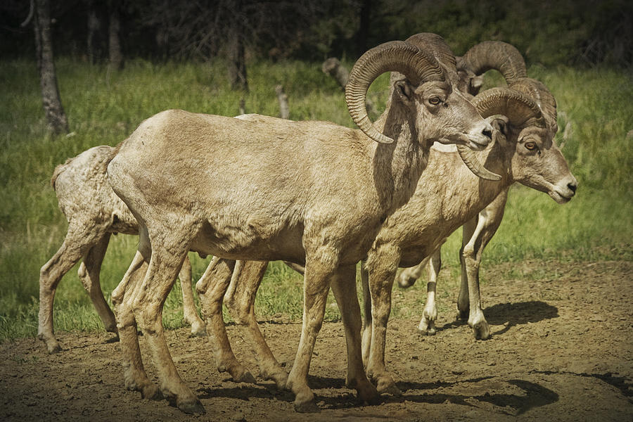 Nature Photograph - Bighorn Sheep along a Roadside in the Black Hills by Randall Nyhof
