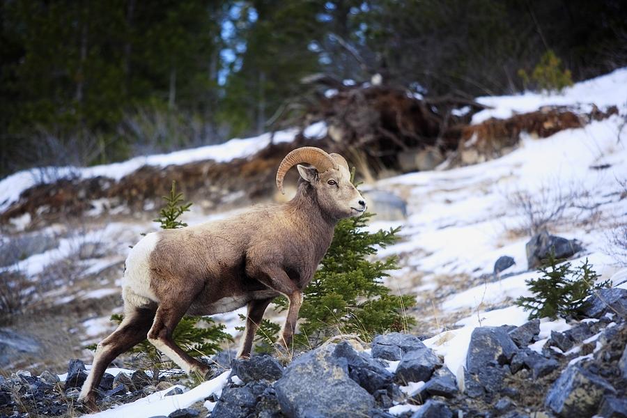 Animal Photograph - Bighorn Sheep Climbing Snowy Rocky Hill by Richard Wear