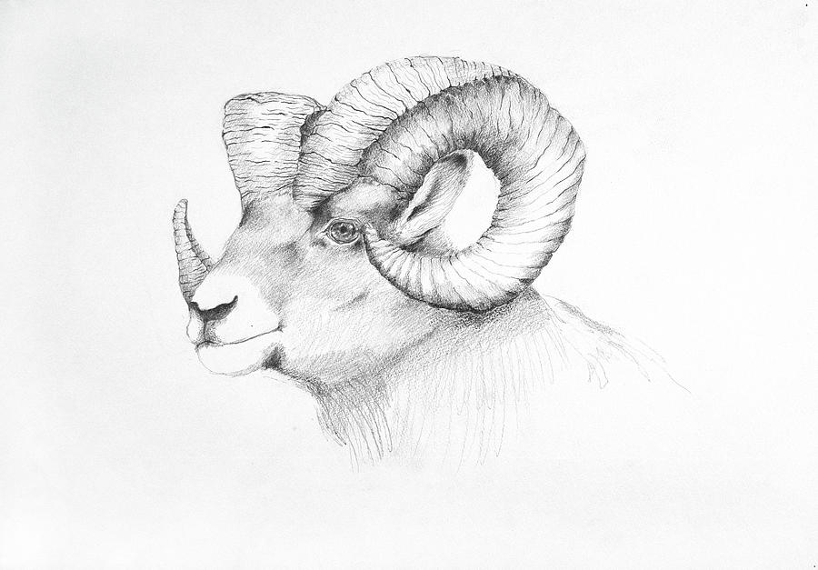 Cute Lamb Drawing Sketch Male for Beginner