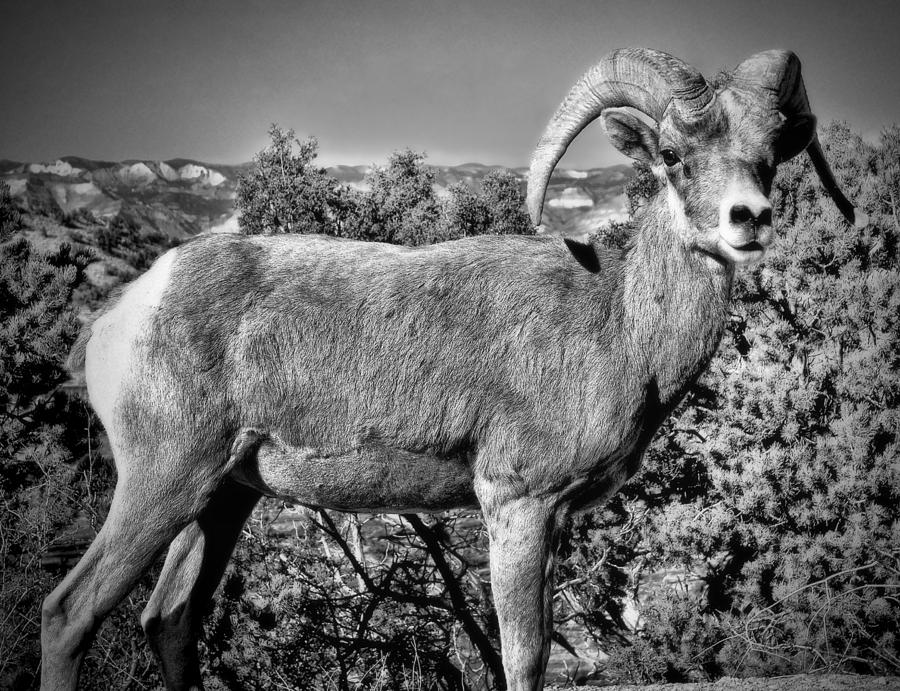 Sheep Photograph - Bighorn Sheep by Ellen Heaverlo