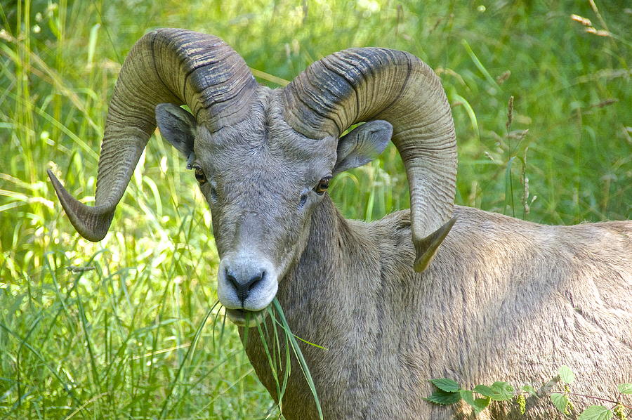 Nature Photograph - Bighorn Sheep Grazing by Sean Griffin