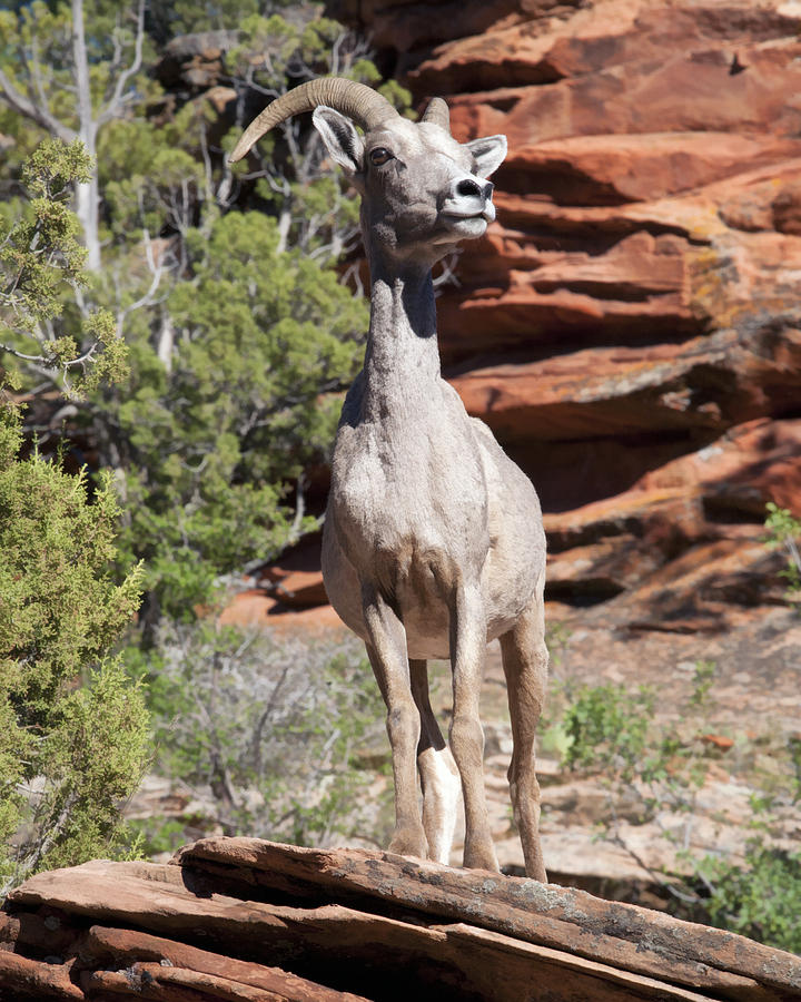 Bighorn Sheep in Zion Natl Park Photograph by Gregory Scott
