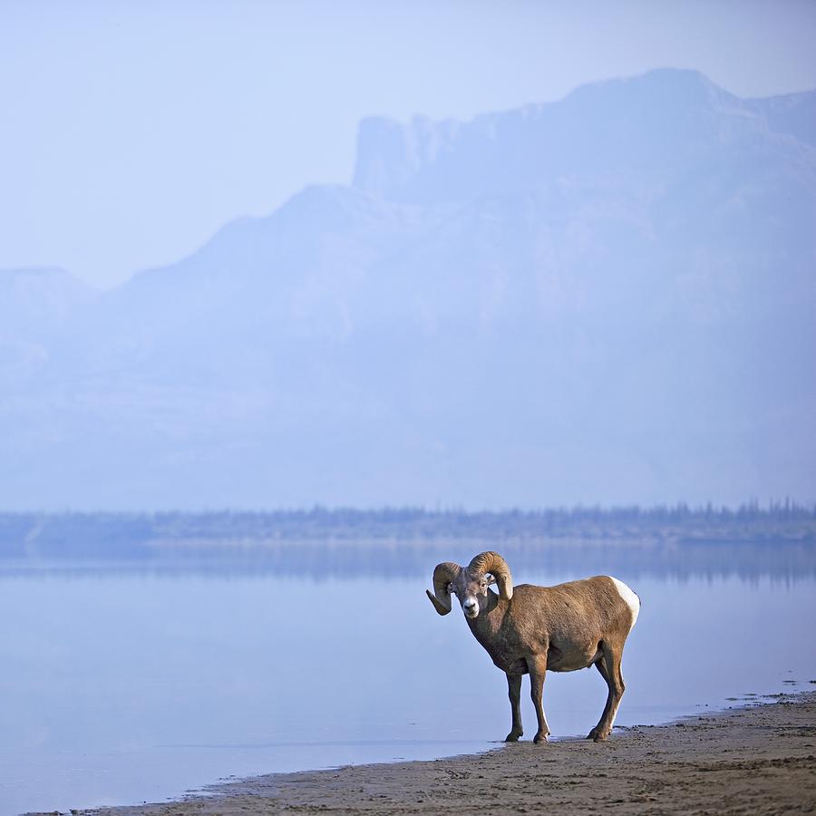 Bighorn Sheep Ovis Canadensis On Waters Photograph