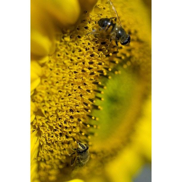 Bijen En Zonnebloem {bees And Sunflower} Photograph by Andy Kleinmoedig