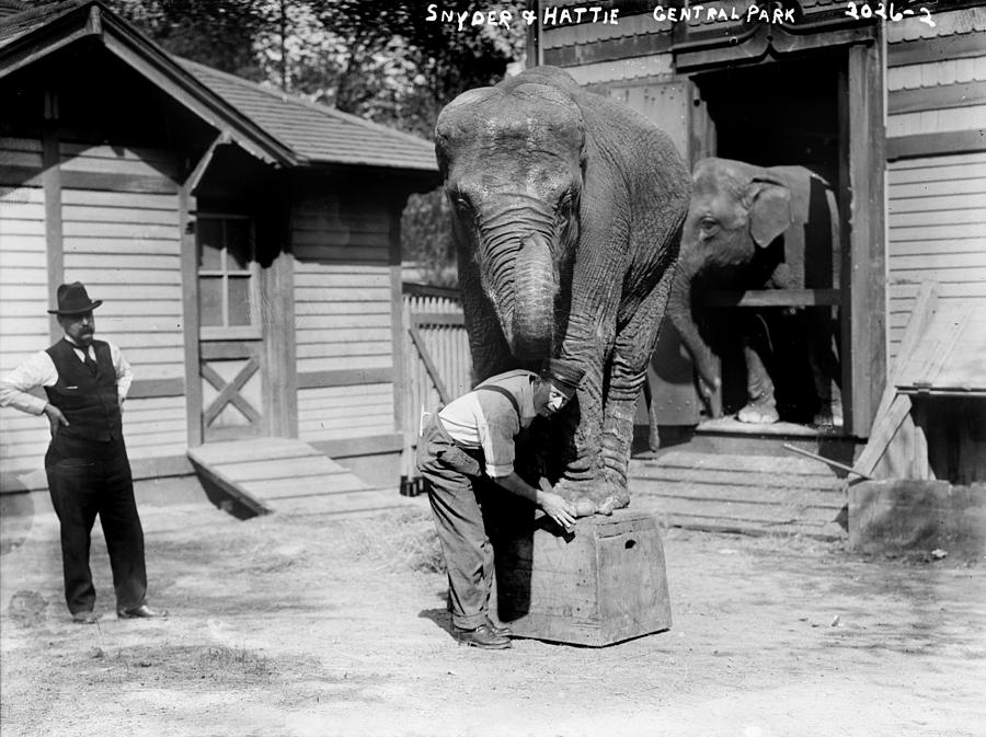 Bill Snyder Right, Elephant Trainer Photograph by Everett