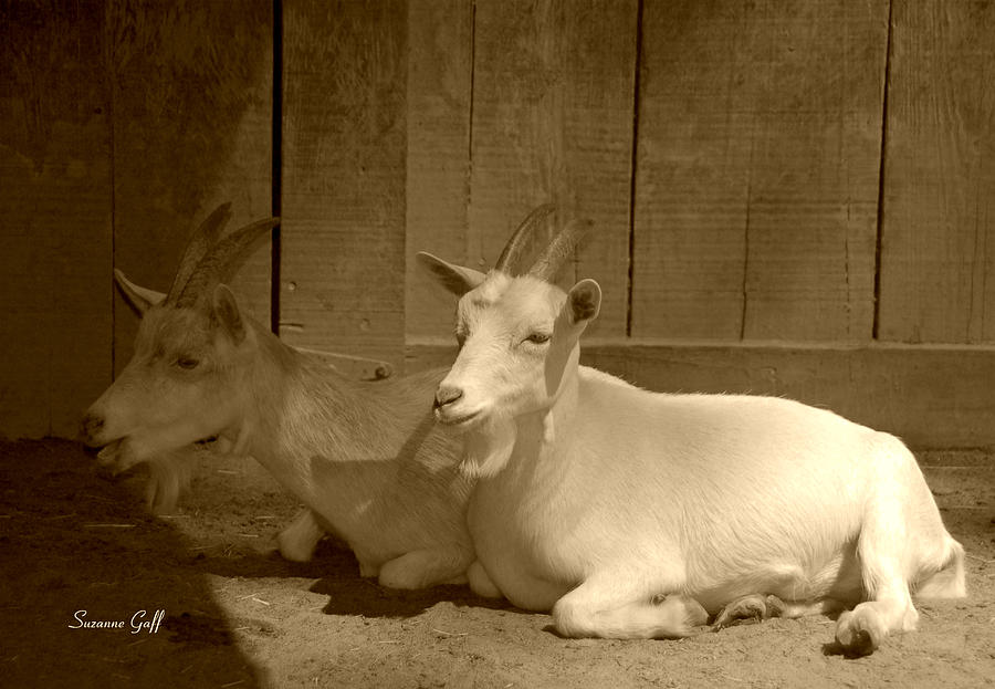 Billy Goat Siesta in sepia Photograph by Suzanne Gaff