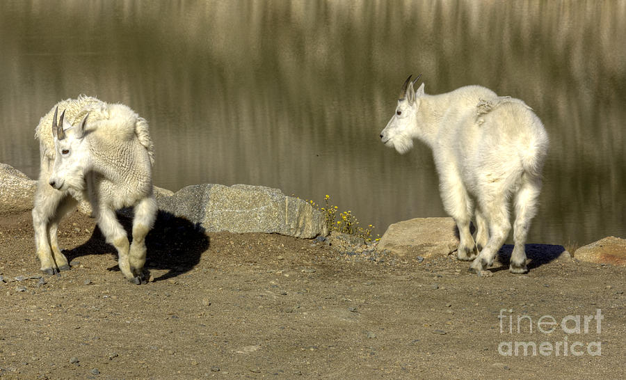 Billy Goats Gruff Photograph by David Bearden