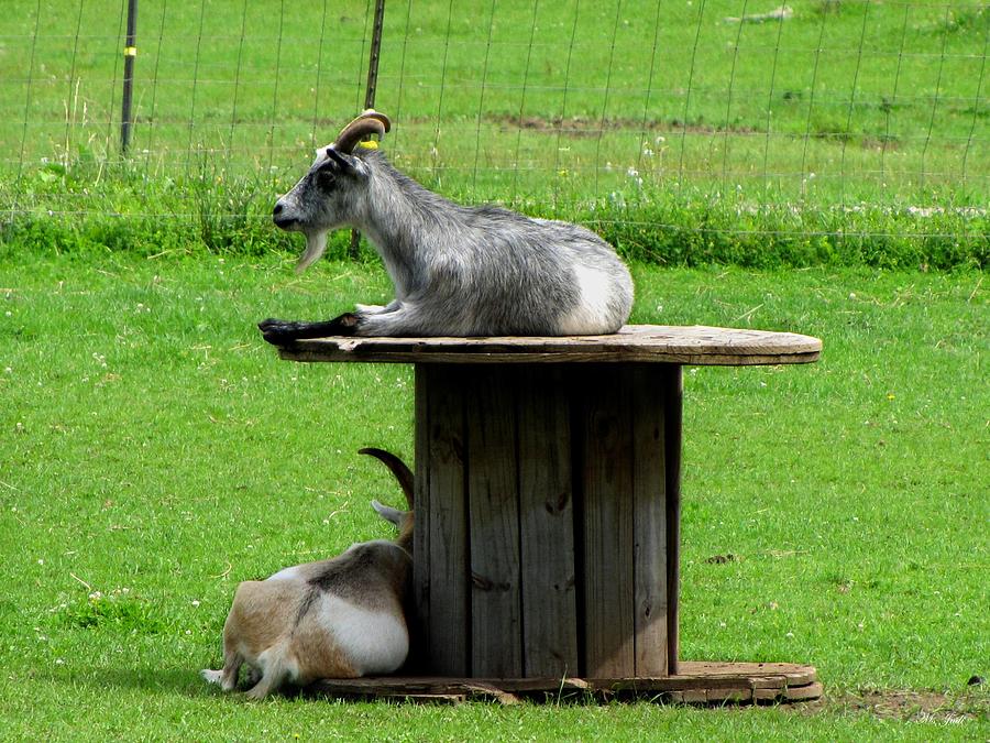 Billy Goats Relaxing Photograph by Ms Judi