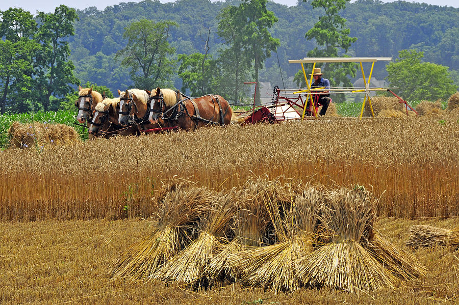 Binding The Wheat Photograph by Dan Myers
