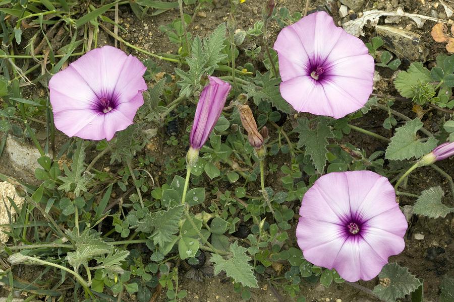Flower Photograph - Bindweed (convolvulus Althaeoides) by Bob Gibbons