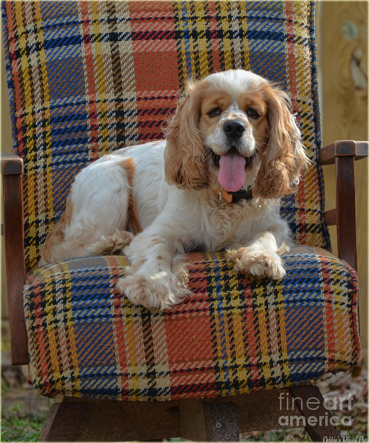 Bingo and his chair Photograph by Debbie Portwood