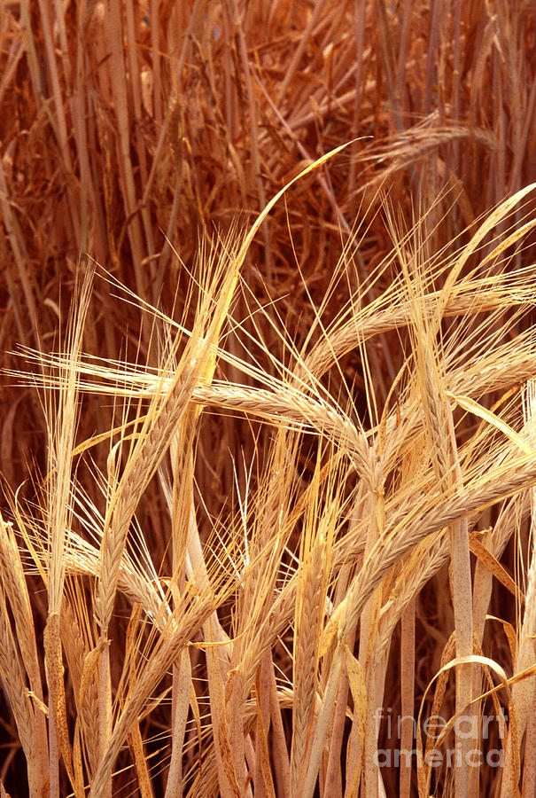 Bioengineered Barley Photograph by Science Source