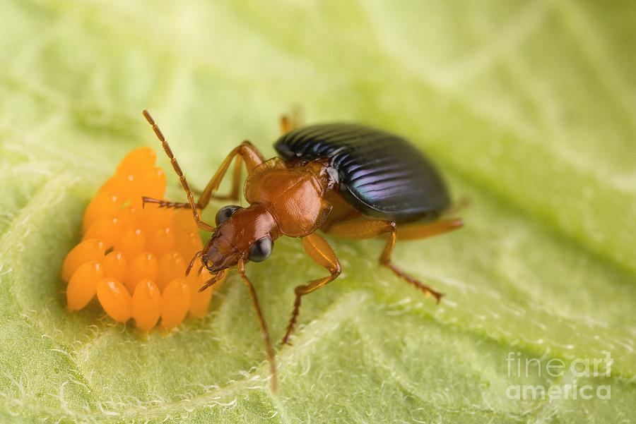 Animal Photograph - Biological Control Of Potato Beetle by Science Source