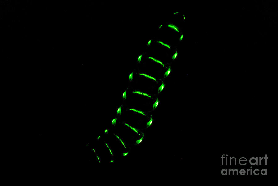 Bioluminescent Railroad Worm Photograph by Dant Fenolio