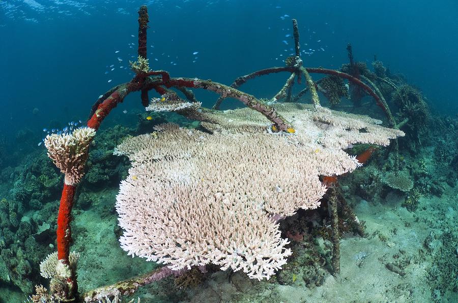 Biorock Reef Restoration, Indonesia by Science Photo Library