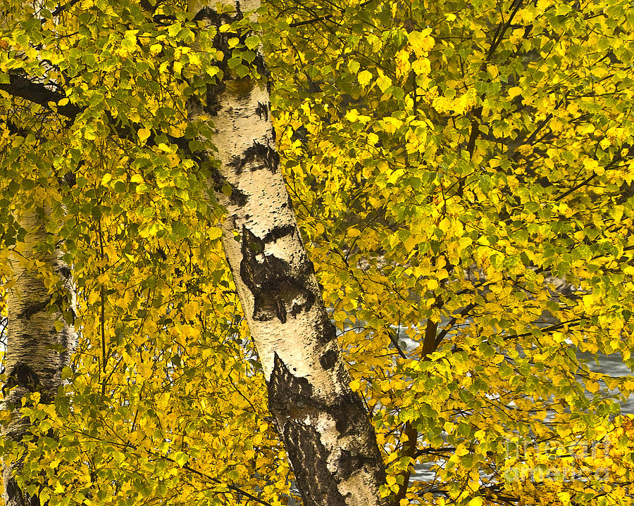 Birch Forest in Finland Photograph by Heiko Koehrer-Wagner