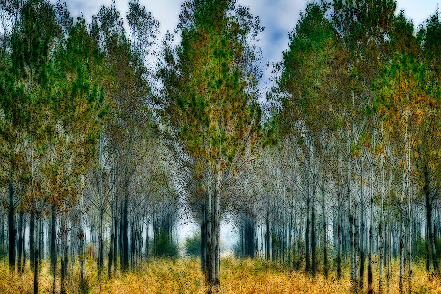 Nature Photograph - Birch Forest by Zoran Buletic
