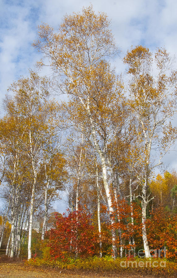Leaves Photograph - Birch Grove 4269 by Charles Ridgway Leaves Photograph - Birch Grove 4269 by Charles Ridgway