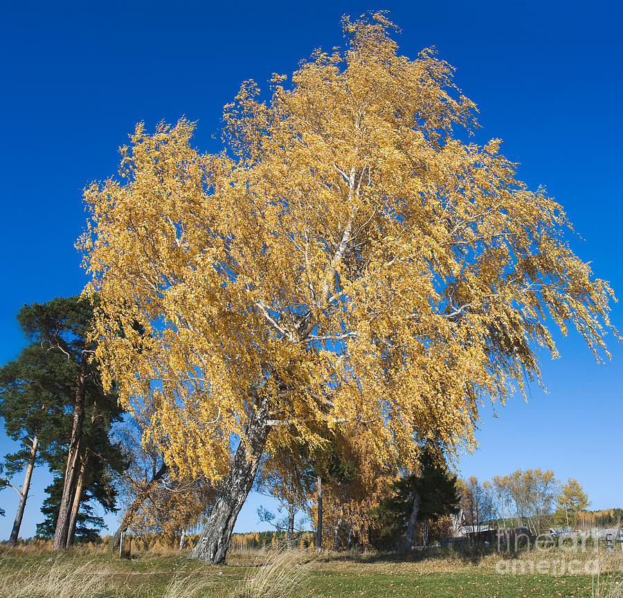 Birch in autumn Photograph by Igor Sitnikov - Fine Art America