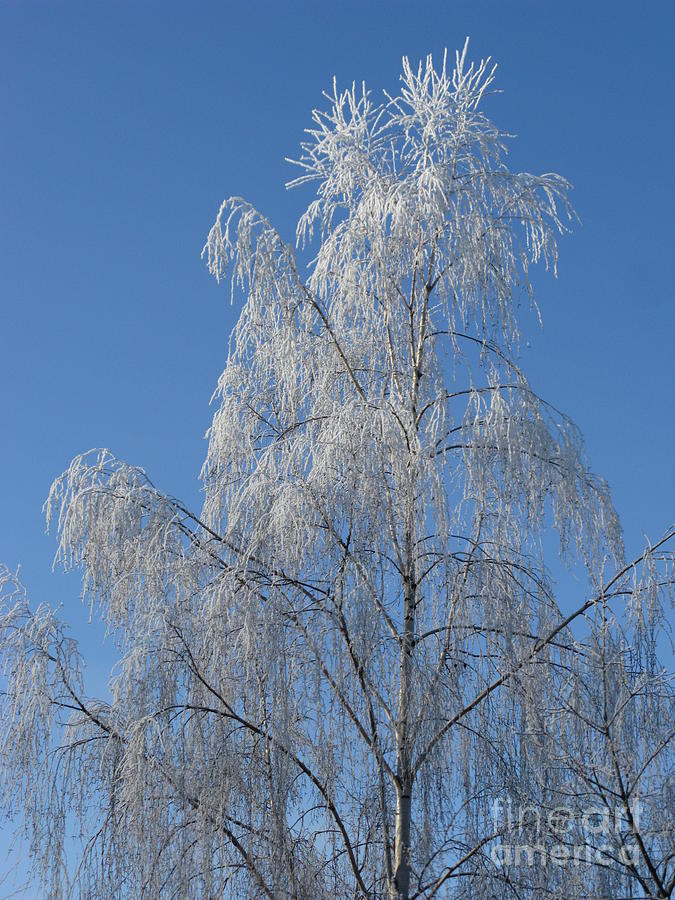 Winter Photograph - Birch in Frost. by Ausra Huntington nee Paulauskaite