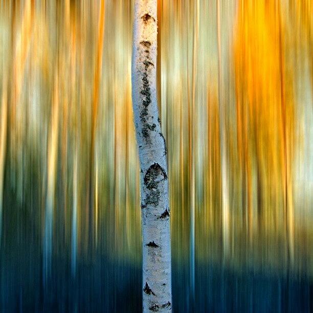Summer Photograph - Birch #iphonesia #instagood by Robin Hedberg