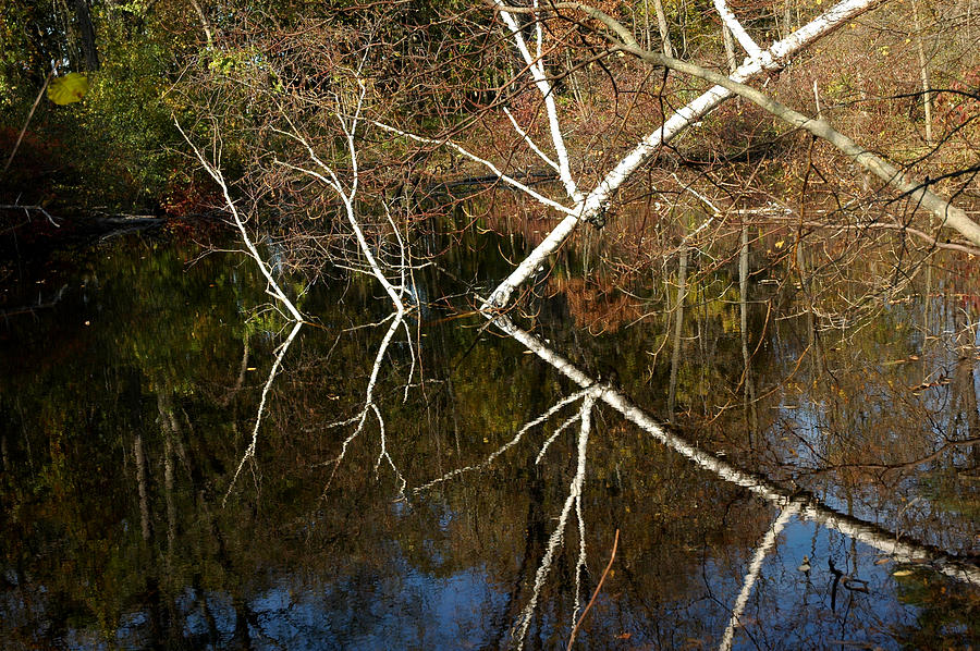 Birch Lake Reflections Photograph by LeeAnn McLaneGoetz McLaneGoetzStudioLLCcom