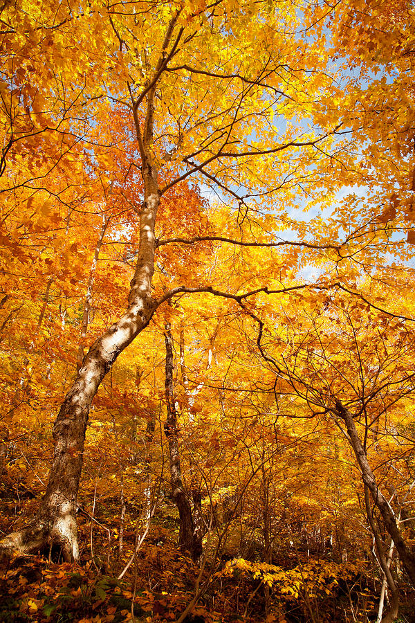 Birch On The Mountain Road Stowe Vermont 5928 Photograph By Ken Brodeur 