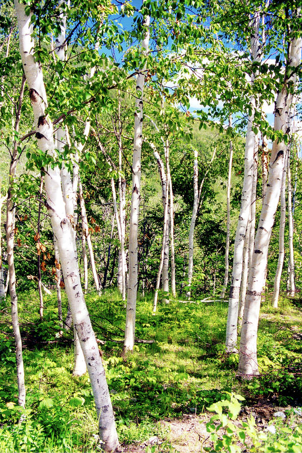 Birch Path Photograph by Greg Fortier