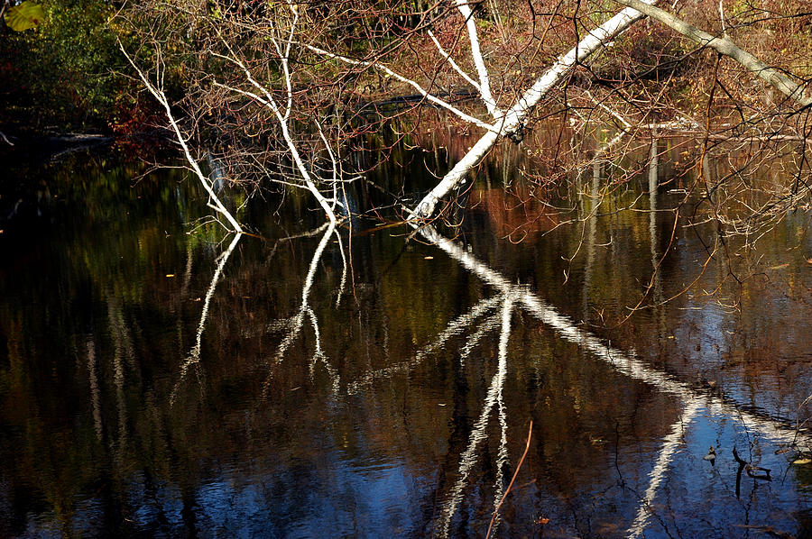 Birch Reflections Photograph by LeeAnn McLaneGoetz McLaneGoetzStudioLLCcom