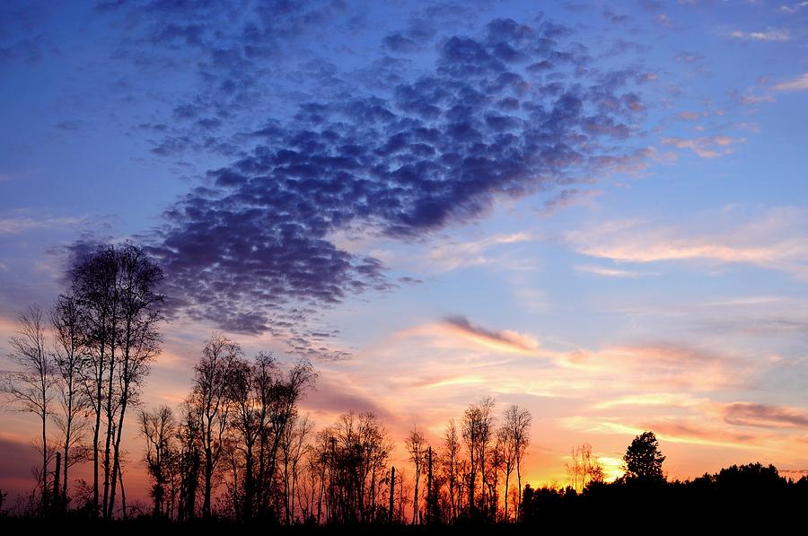 Birch @ Sunset | Tree, Pure Michigan, Birch Tree