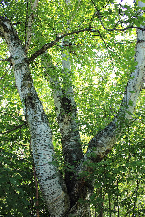 Birch tree branches Photograph by Jim Sauchyn