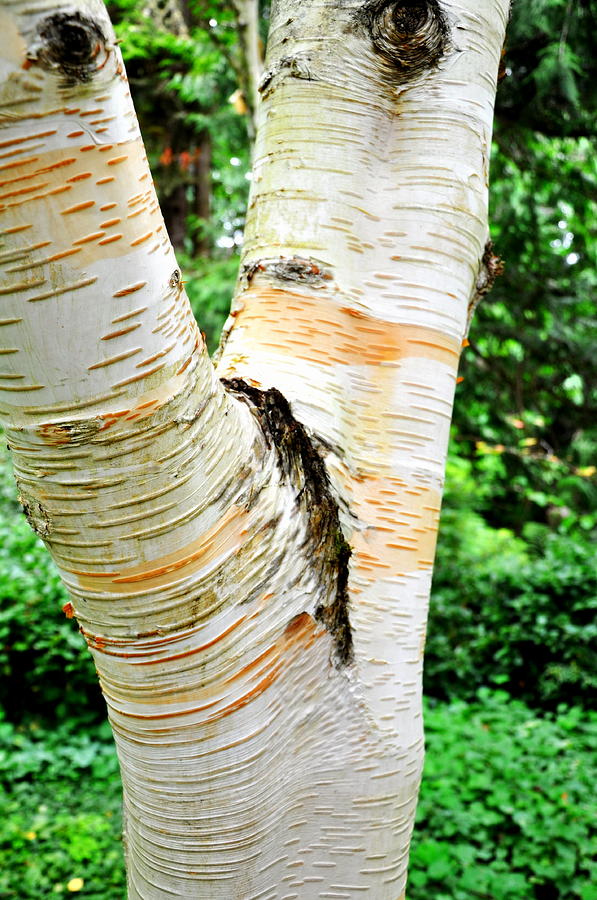Birch Tree Face Photograph by Tatyana Searcy