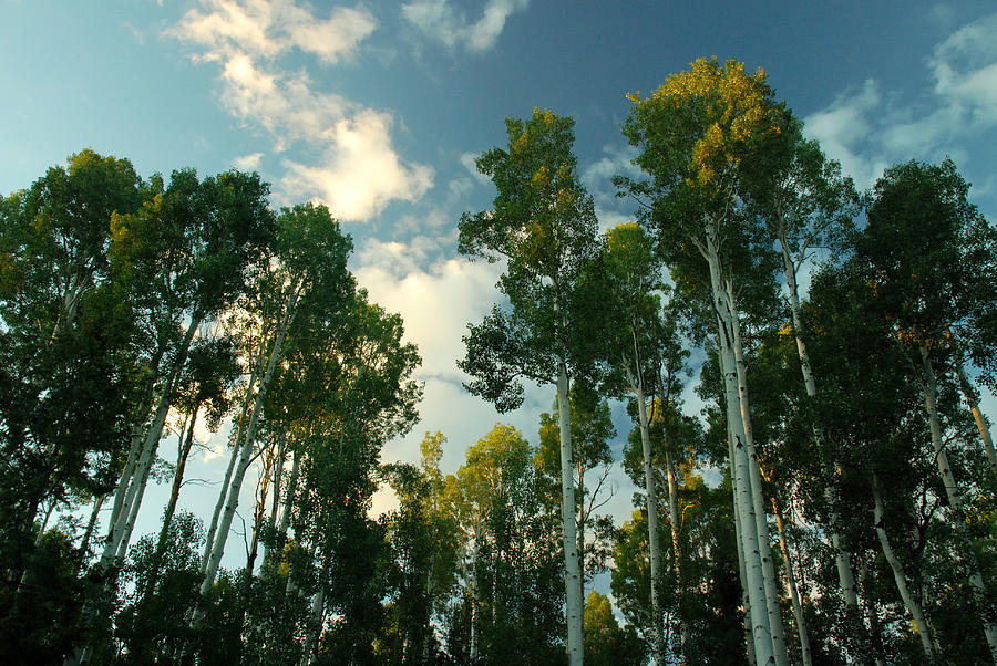 Birch tree forest Photograph by Anthony Citro