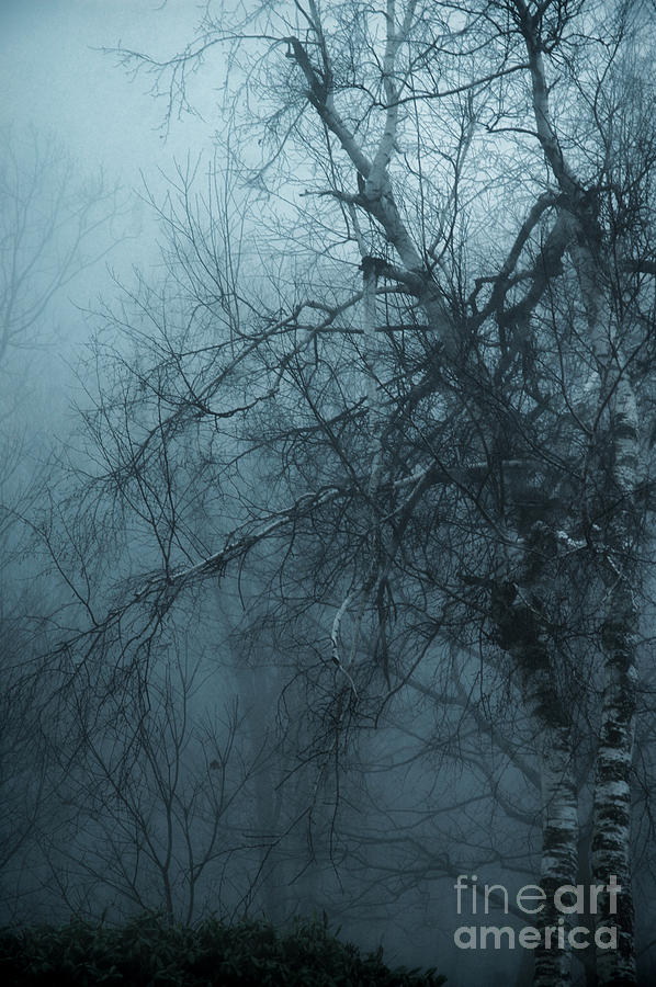Birch Tree In Fog Photograph by HD Connelly