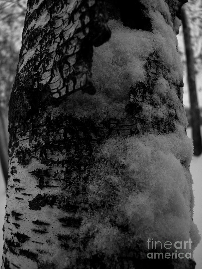 Birch Tree Macro Photograph
